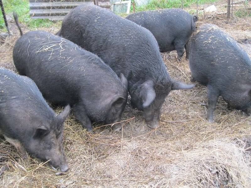 Кармалы: порода свиней с описанием и общей характеристикой
