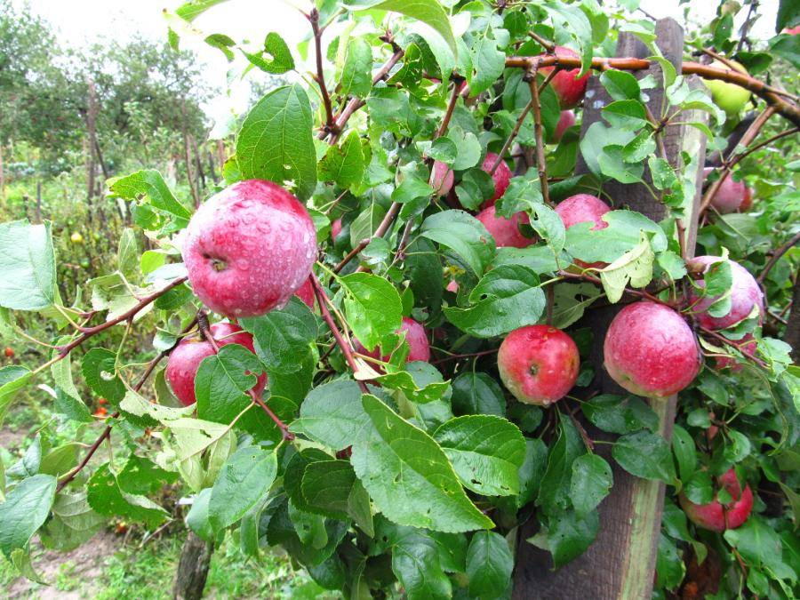 Описание сорта яблони валюта: фото яблок, важные характеристики, урожайность с дерева