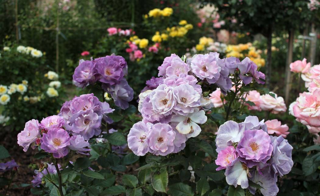 Синяя роза рапсодия ин блю: фото цветов, отзывы, описание и характеристика сорта, выращивание кустарника, посадка и уход, обрезка, подкормка