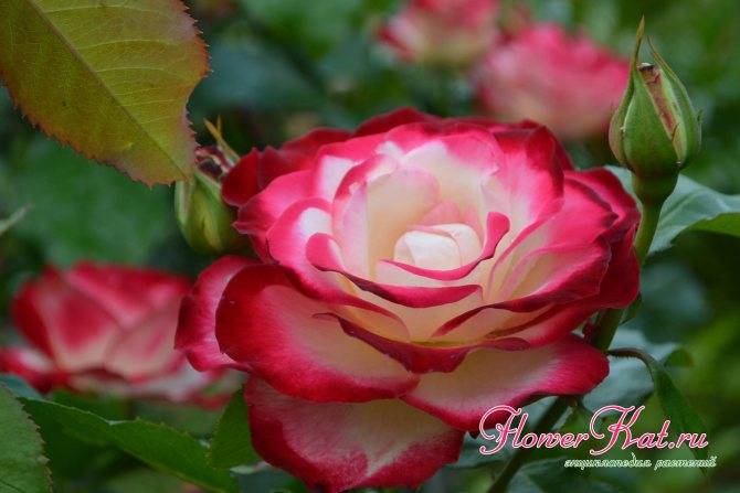 Принц монако - описание сорта розы, правила выращивания, отзывы и фото | розоцвет