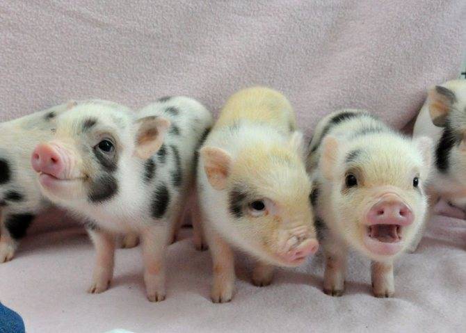 Мини-пиги: породы карликовых декоративных свиней, уход и содержание в домашних условиях, в квартире