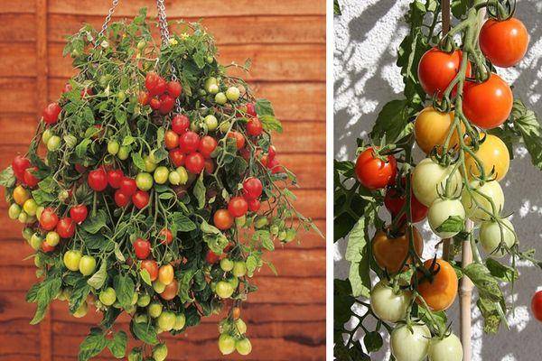 Как выращивать ампельные помидоры