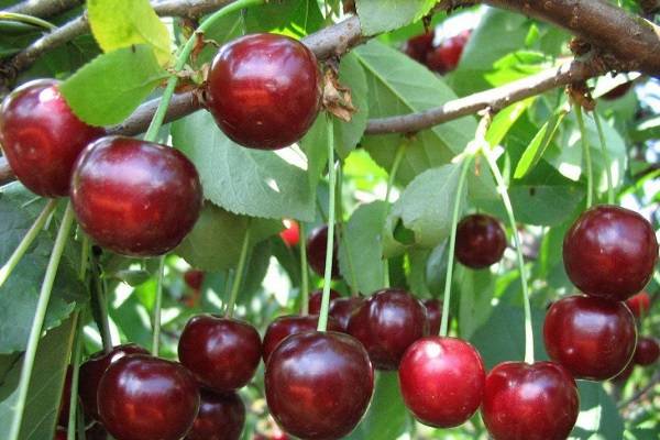Морозоустойчивые сорта вишни: описание и характеристики 20 лучших, посадка и уход