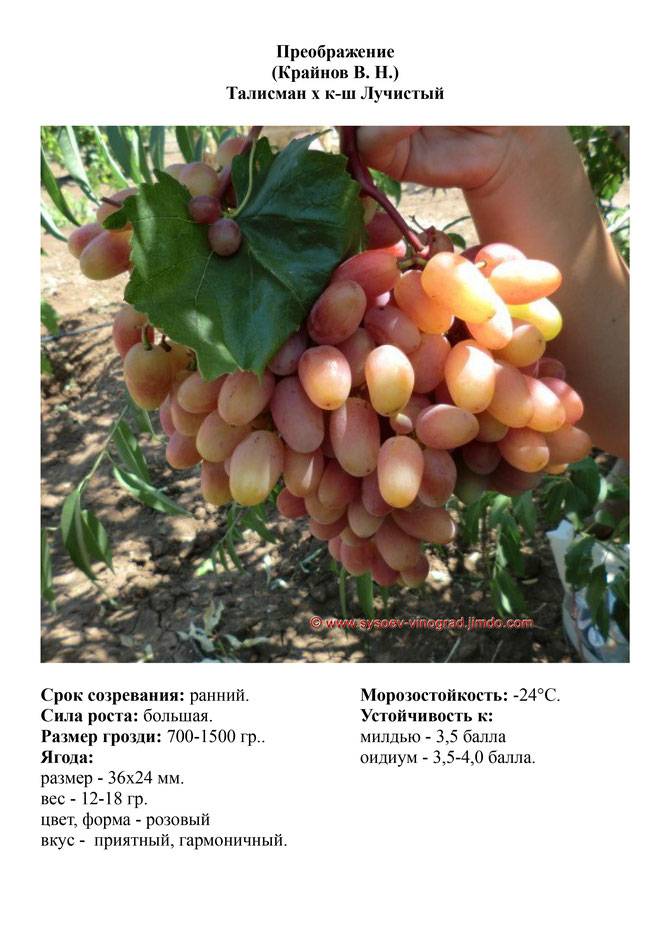 Описание сорта винограда Преображение и характеристика сроков созревания