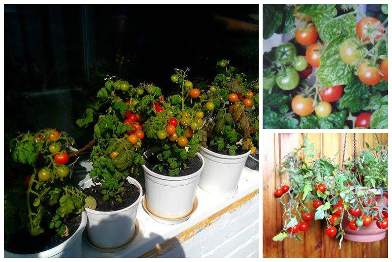 Как получить большой урожай помидоров черри в домашних условиях на подоконнике или балконе? советы хозяйкам