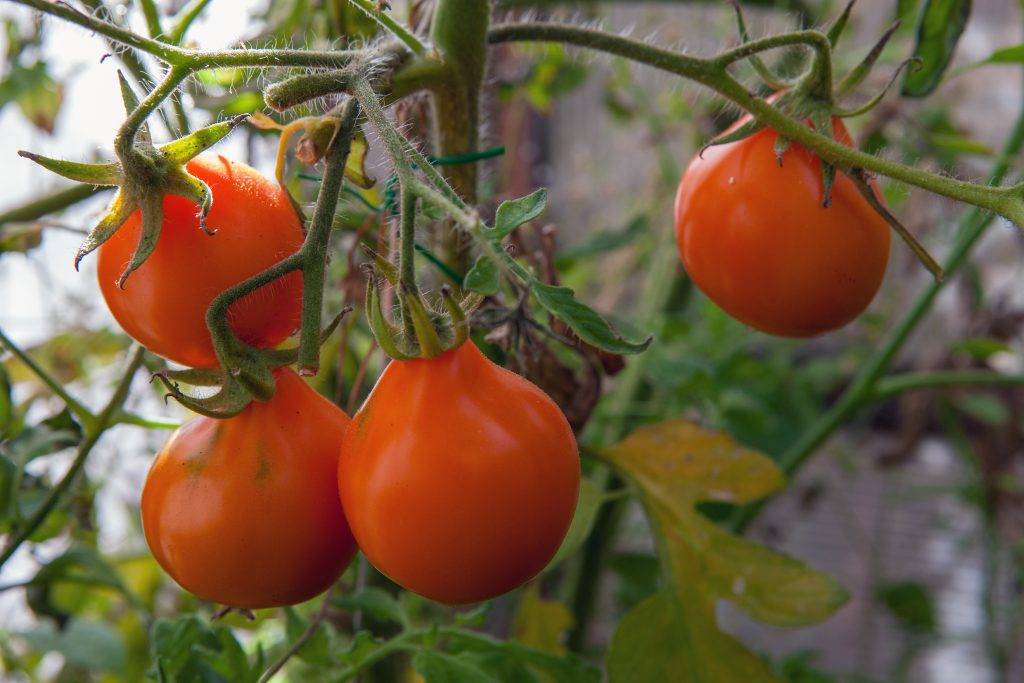 Описание сорта томата японка, урожайность и условия выращивания