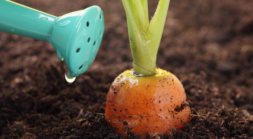 Огороднику нужно знать: как правильно, сколько раз и как часто поливать морковь после посадки?