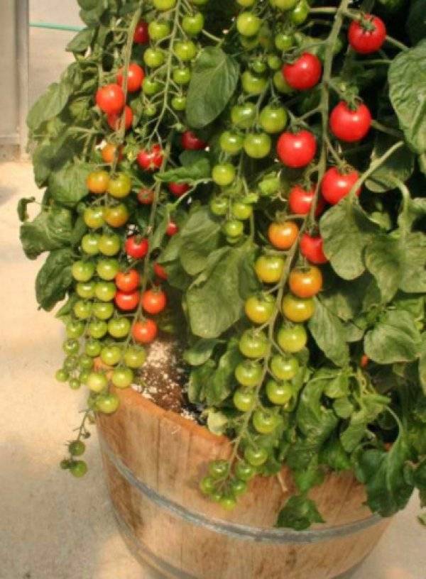 Характеристика и описание сорта помидоров рапунцель, его урожайность