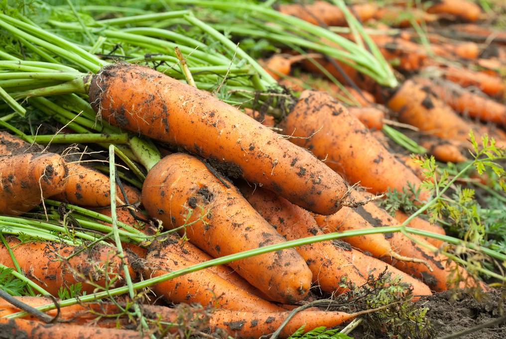 Морковь абако: описание сорта, рекомендации по выращиванию