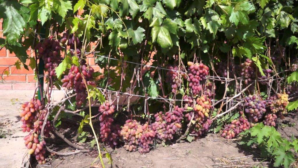 Виноград рубиновый юбилей: описание и характеристика сорта, выращивание и уход
