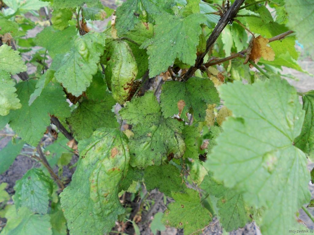 Почему у смородины чернеют листья: чем болеет, лечение