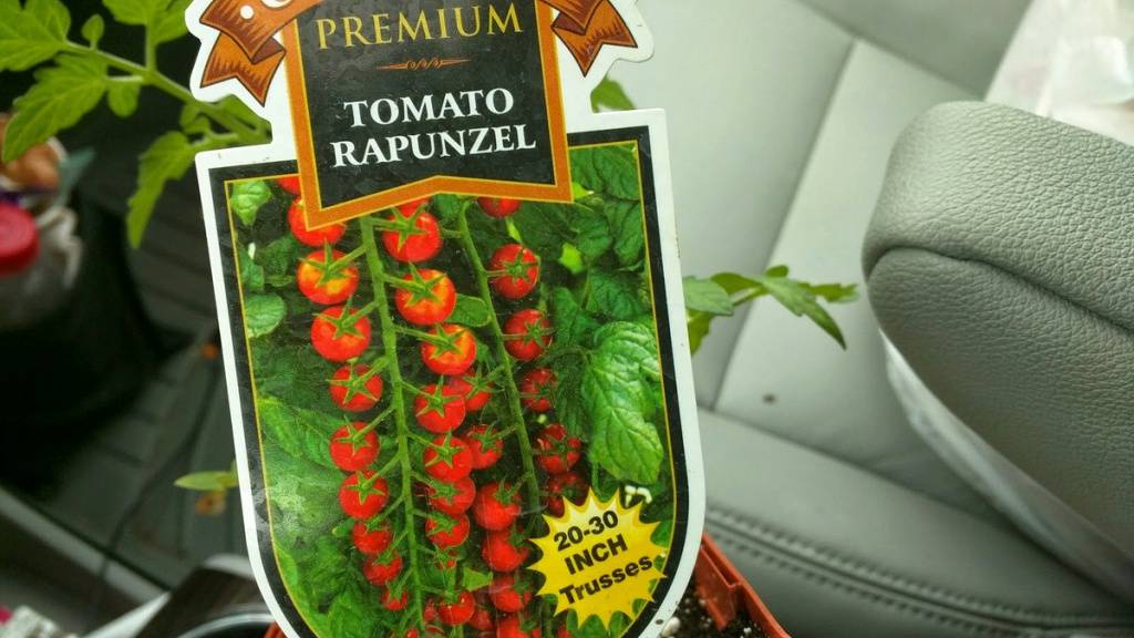 Как вырастить помидор рапунцель в домашних условиях, описание