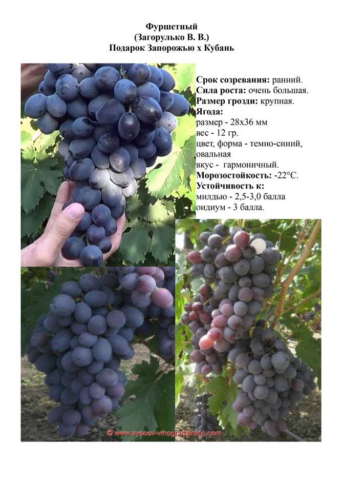 Описание сорта винограда лора и характеристики плодоношения, особенности выращивания и ухода