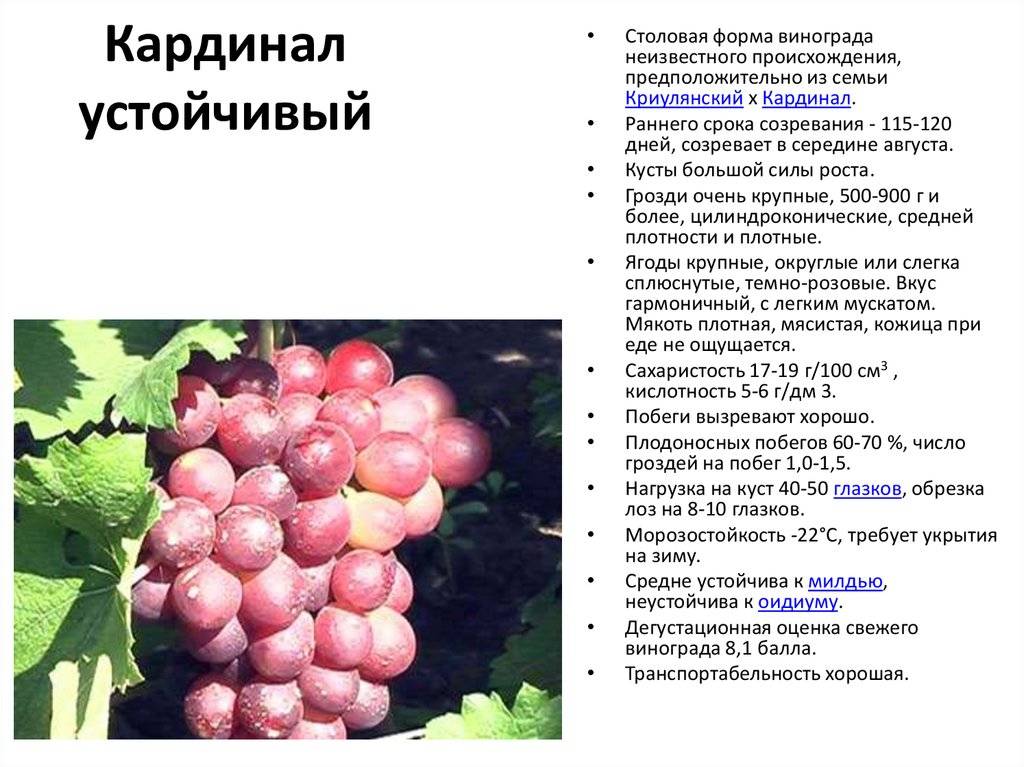 Виноград кардинал: описание сорта розовый, особенности, характеристики и фото selo.guru — интернет портал о сельском хозяйстве