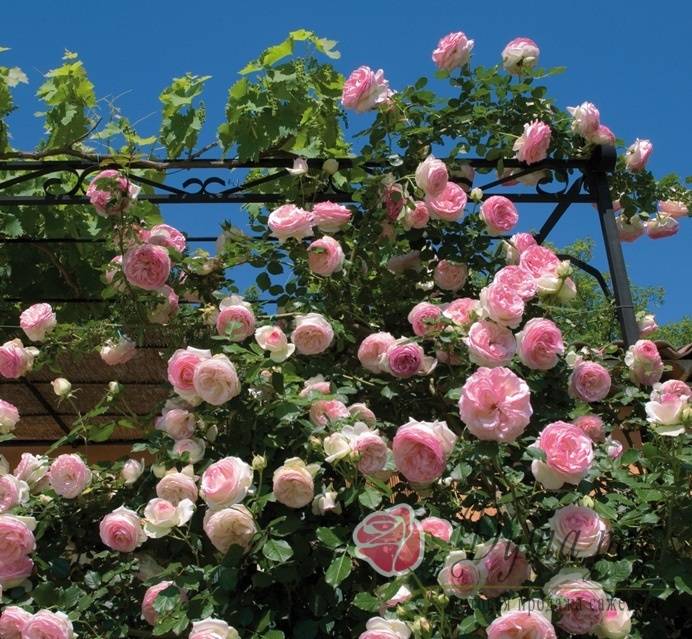 Роза пьер де ронсар, описание, особенности сорта и правильный уход