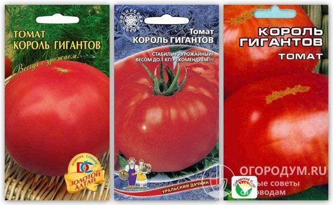 Гигант российской селекции — томат «король сибири»: описание, характеристика, фото. лишенный недостатков крупноплодный томат
