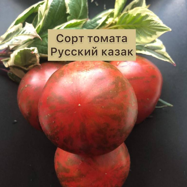 Описание томата русская душа и культивирование сорта