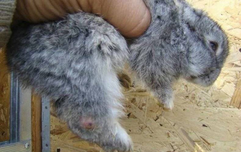 Пододерматит (раны, мозоли на лапах) у кроликов | кролик дома