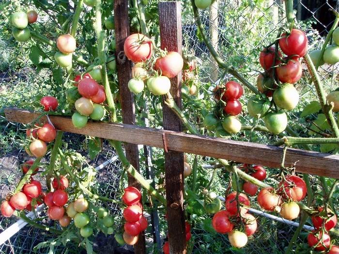 Самые урожайные сорта томатов для открытого грунта в сибири