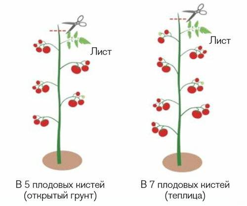 Формирование томатов в теплице и открытом грунте: секреты повышения урожайности и этапы формирования помидоров (115 фото)