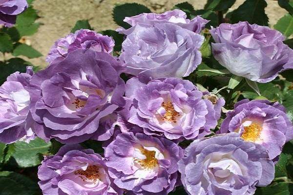 Описание и тонкости выращивания розы сорта Блю фо ю