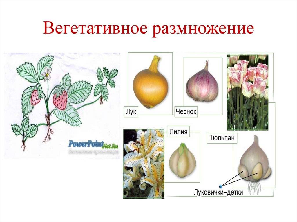 Размножение тюльпанов: семенной и вегетативный способ, технология и сроки проведения