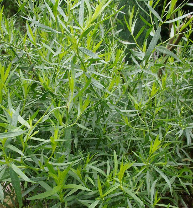 Тархун (растение): описание, выращивание :: syl.ru