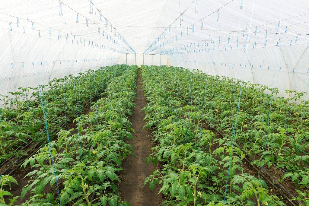 Как правильно выращивать и ухаживать за помидорами в теплице: полив и подкормки, мульчирование, подвязка и пасынкование, профилактика болезней