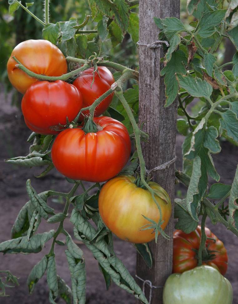 Тепличный гигант — томат шунтукский великан: описание сорта и его характеристики