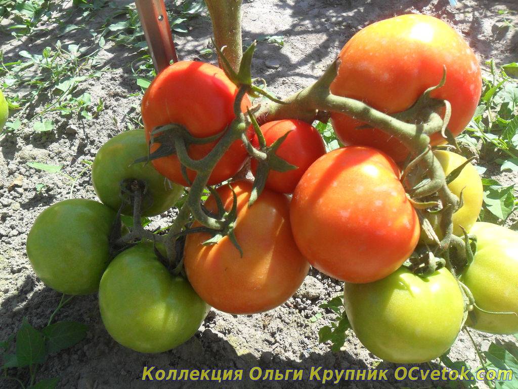Томат мечта огородника: характеристика и описание сорта с фото, урожайность помидора, отзывы