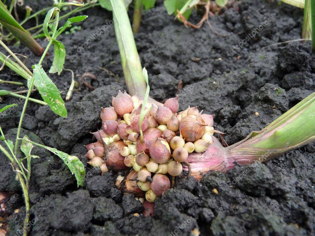 Выращивание гладиолусов из семян в домашних условиях, как собрать семена гладиолусов и где они находятся, фото