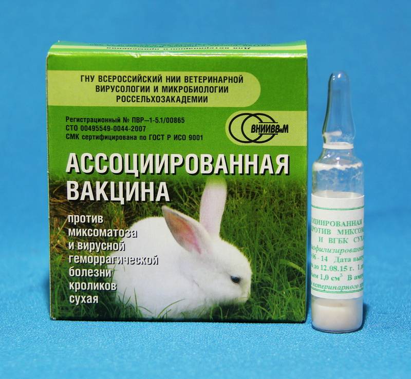 Правила вакцинации кроликов: какие делать прививки, как и когда, схемы