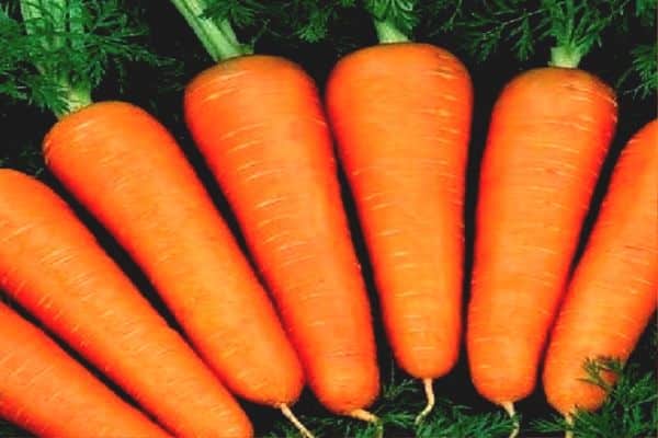 Морковь абако f1: описание сорта