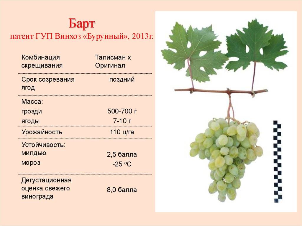 Виноград преображение — высокоурожайный сорт