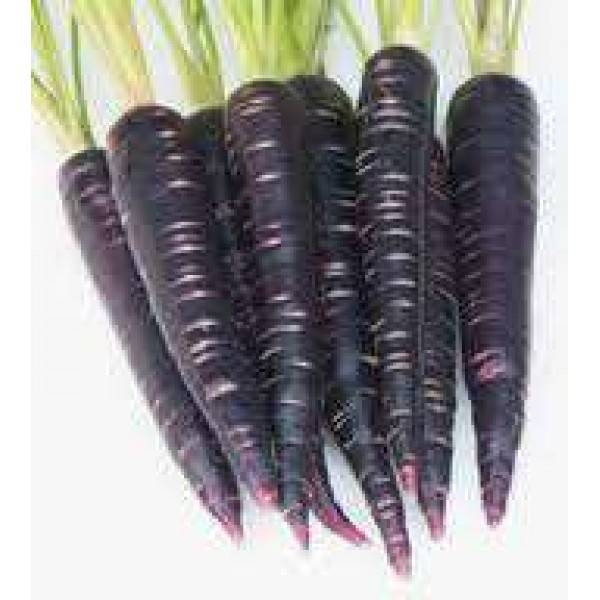 Нюансы выращивания черной моркови или скорцонеры
