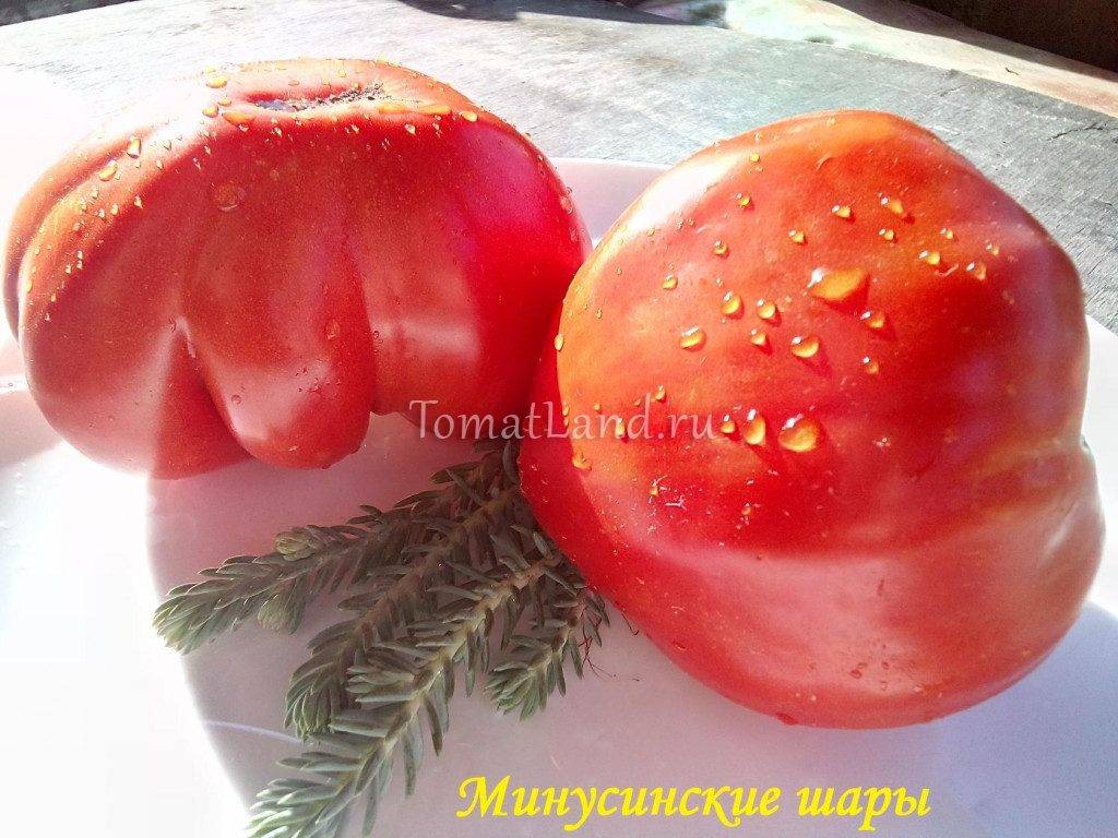 Какие существуют сорта минусинских помидоров?
