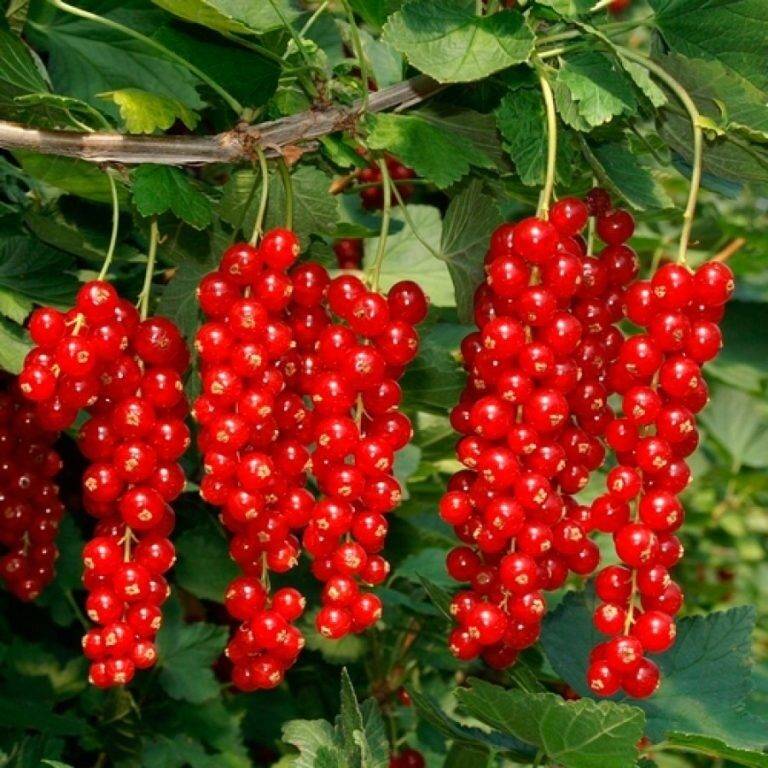 Смородина ровада - описание сорта красной смородины.
