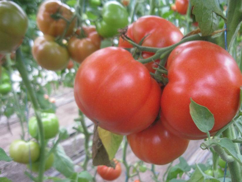 ᐉ томат "фунтик f1": фото с описанием сорта, характеристика и урожайность - orensad198.ru