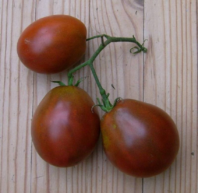 Эксклюзив родом из италии — томат красная груша франков: описание сорта и его характеристики