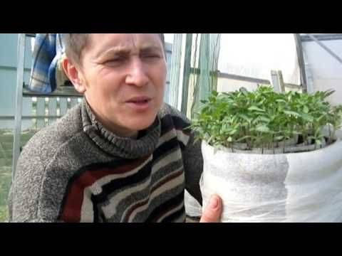 Посадка помидор в улитку юлии миняевой: как выращивать (видео)