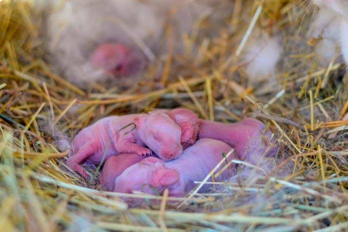 Новорожденные и маленькие крольчата: как ухаживать, фото, развитие по дням
