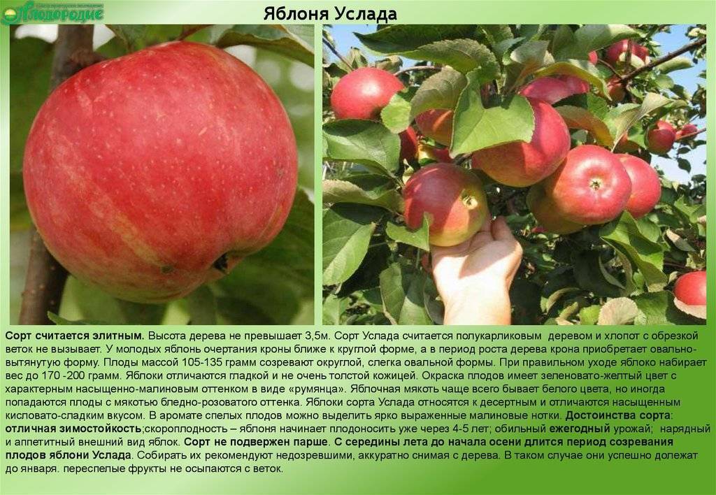 Описание сорта яблони воспитанница: фото яблок, важные характеристики, урожайность с дерева