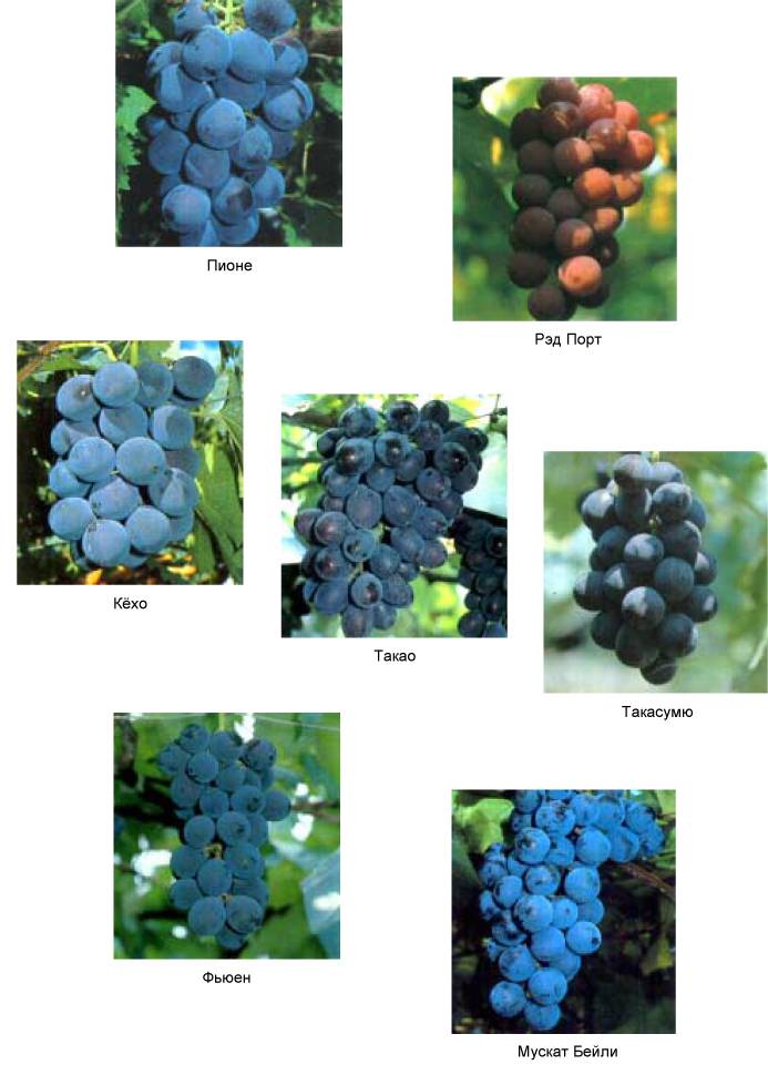 Виноград рошфор: селекция, внешний вид, плюсы и минусы, характеристики сорта + методы размножения и особенности ухода