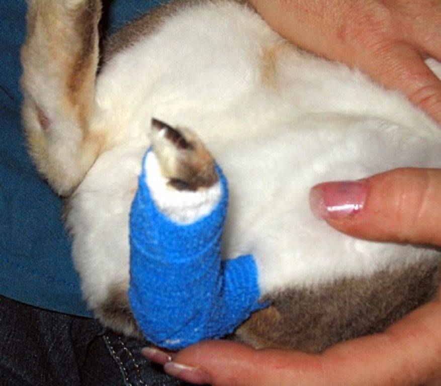 Пододерматит у собак, лечение,  фото - чем лечить шишки на лапах у собаки между пальцев
