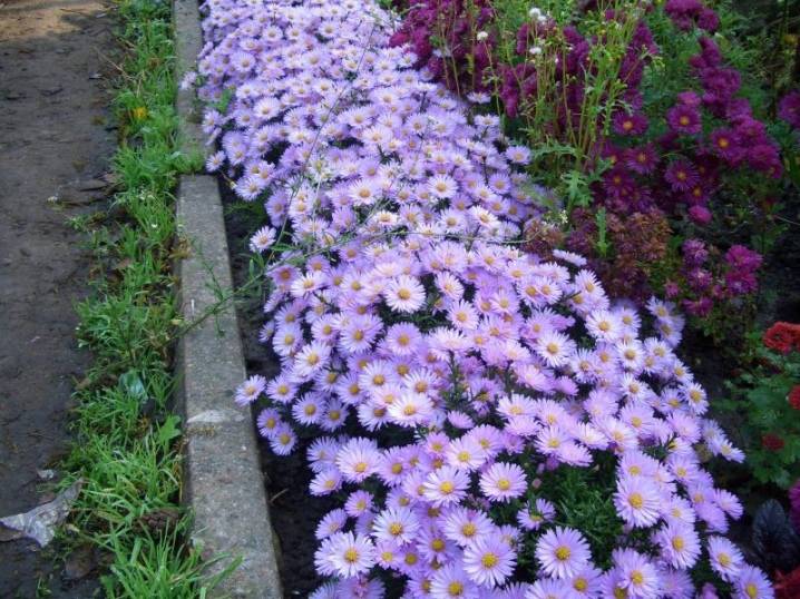 Бордюрные цветы и трава: какие растения выбрать для оформления на даче
