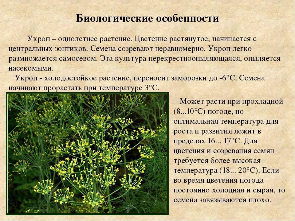 Топ 10 правил выращивания укропного дерева, описание и виды, применение