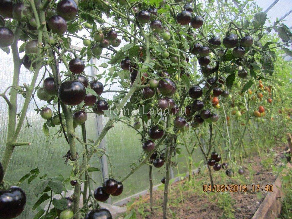 Томат чёрная гроздь f1: сорт для любителей экспериментов