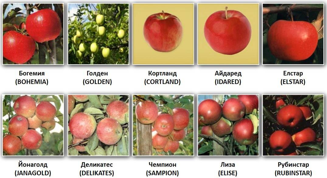 Рекомендованные специалистами сорта яблонь и груш на supersadovnik.ru