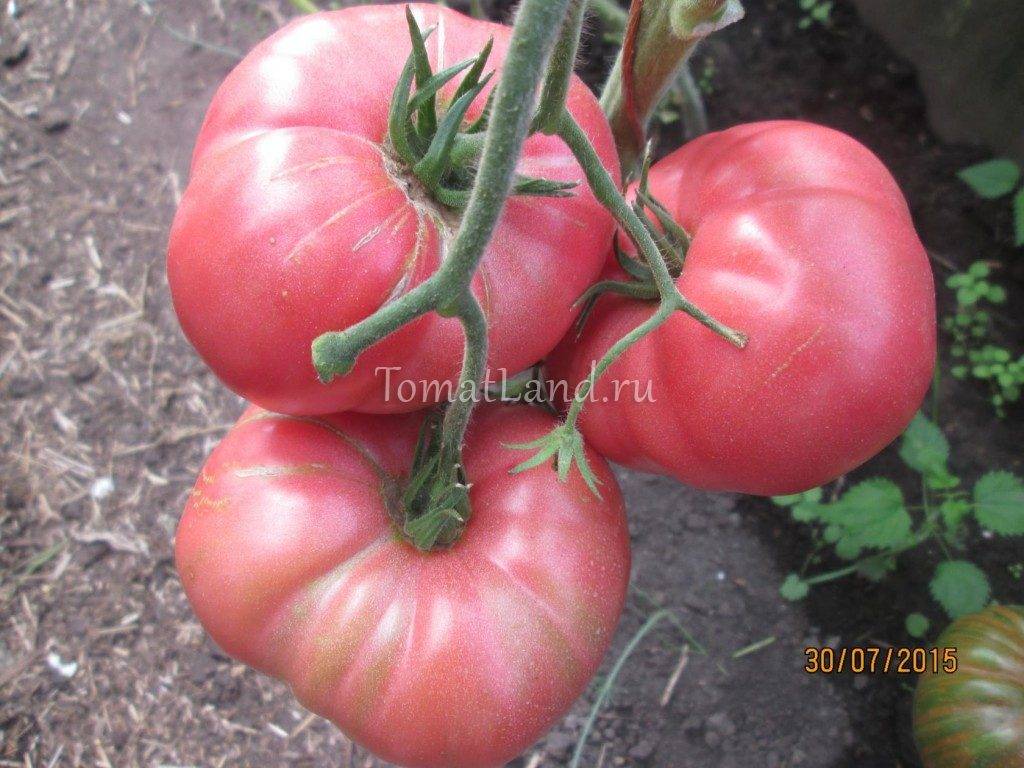 Томат "сосулька красная": описание и характеристики сорта красивых помидор русский фермер
