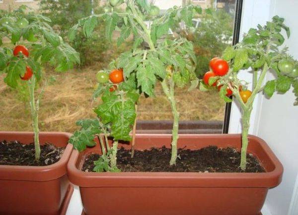 Выращивание разных сортов томата в домашних условиях: подготовка, технология, уход за посадками на подоконнике